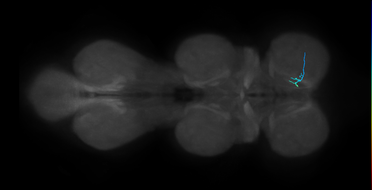 LgLG3a_R (MaleCNS:818934)