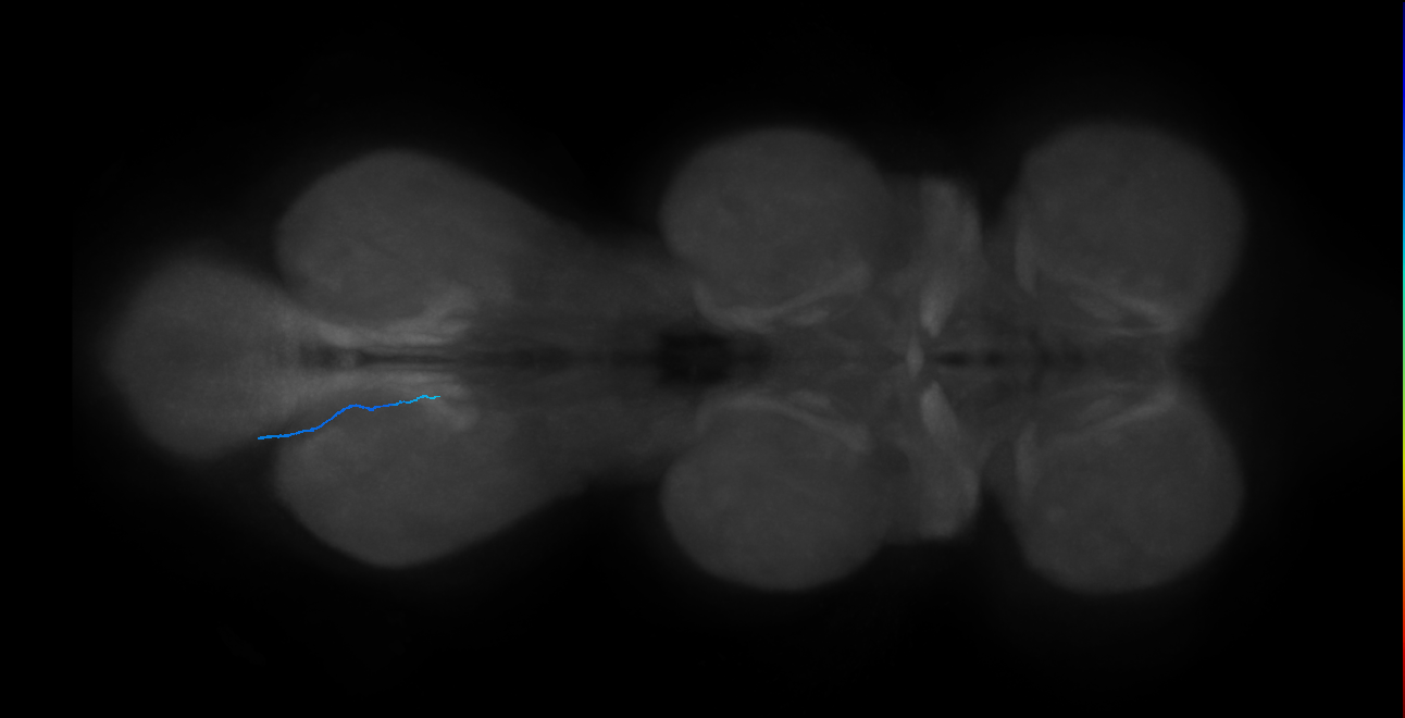 LgLG3b_L (MaleCNS:864071)