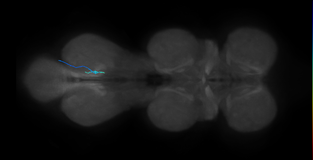 leg taste bristle chemosensory neuron