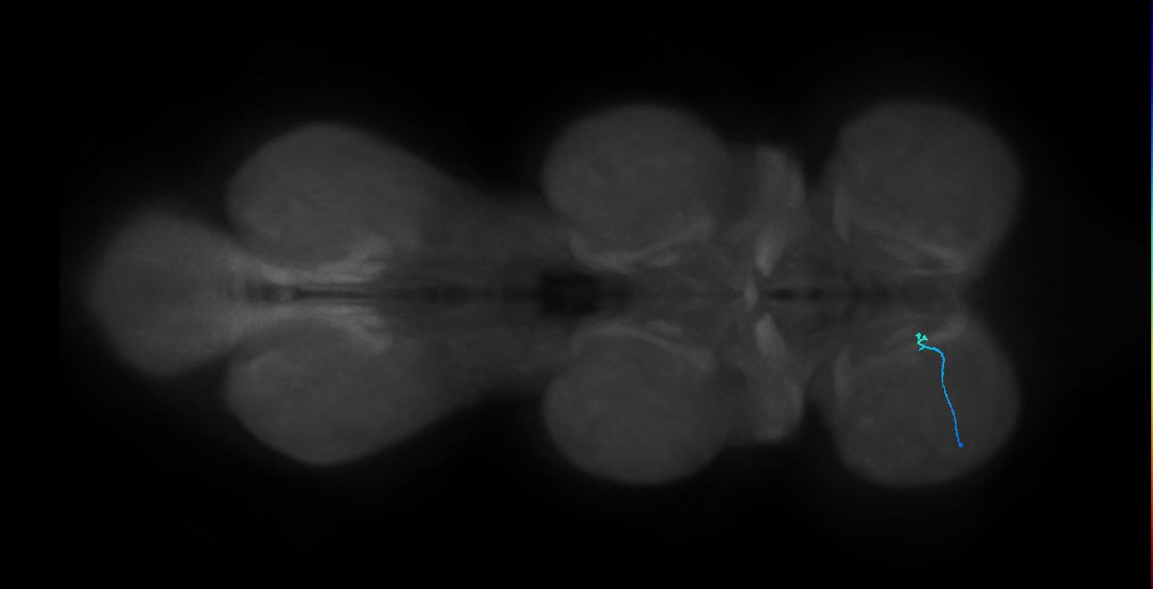 LgLG3b_L (MaleCNS:820291)