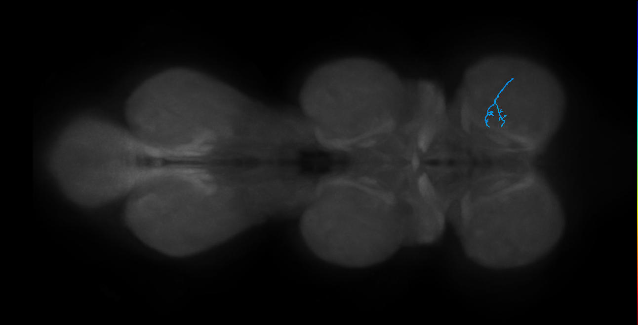 LgLG4_R (MaleCNS:821083)
