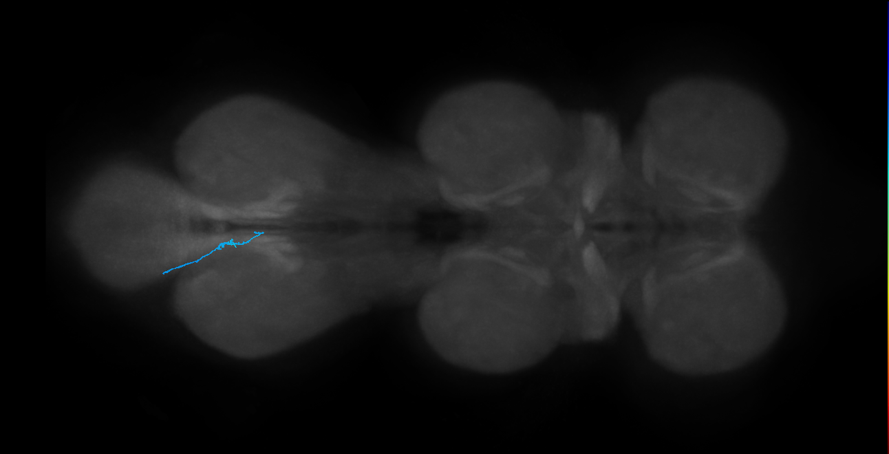 LgLG4_L (MaleCNS:1050291683)