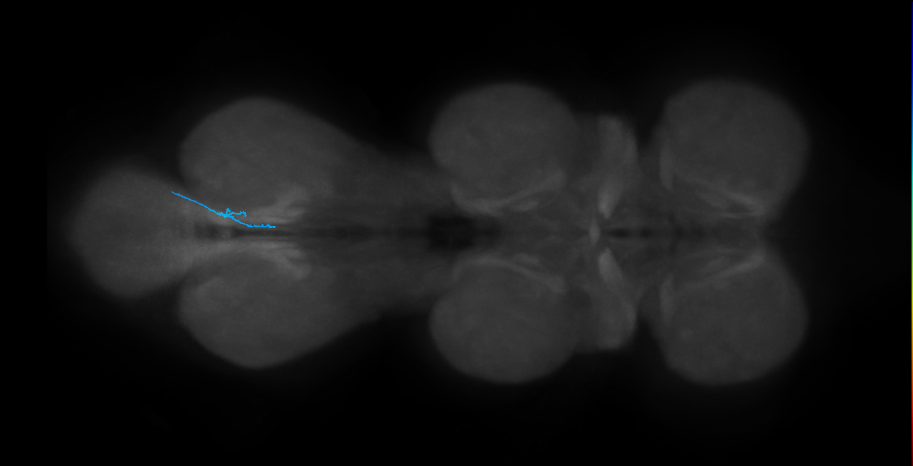 LgLG4_R (MaleCNS:814362)