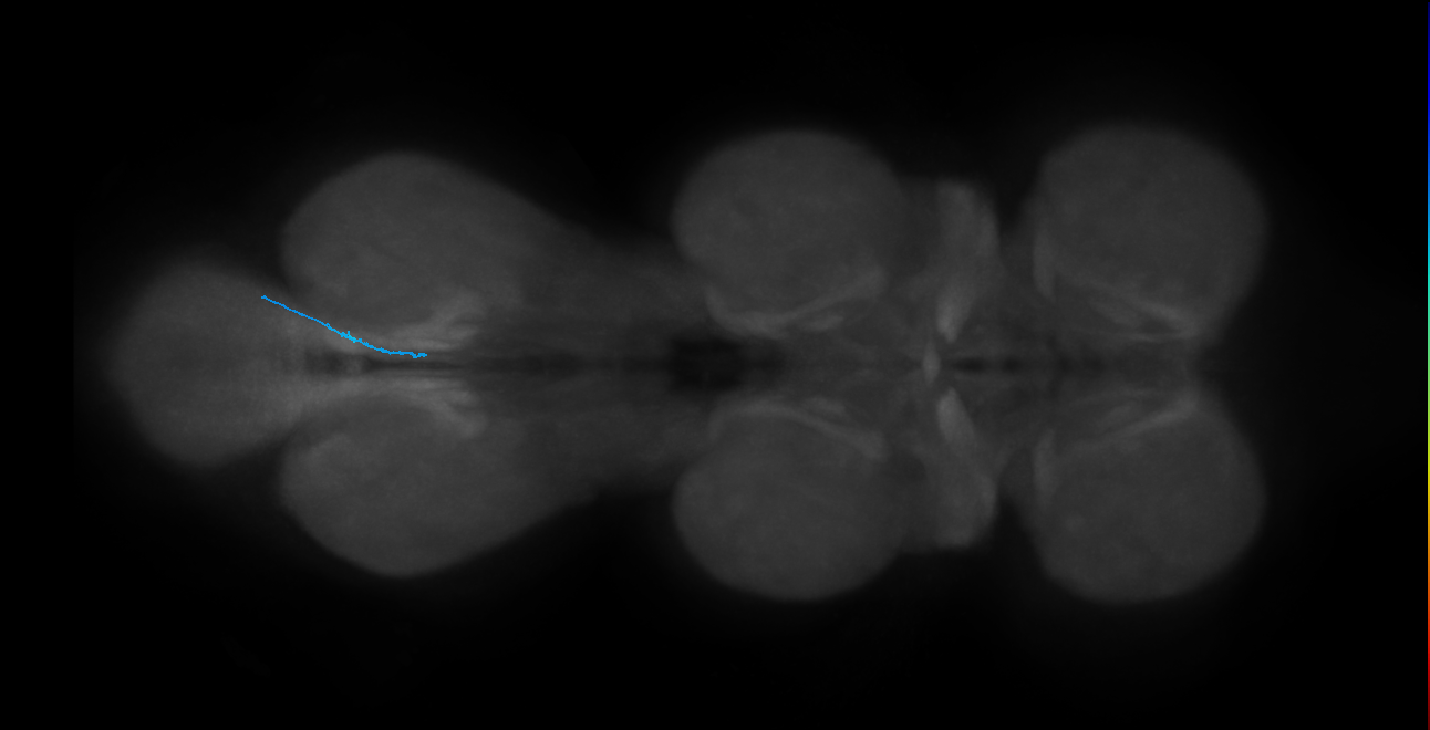LgLG4_R (MaleCNS:819719)