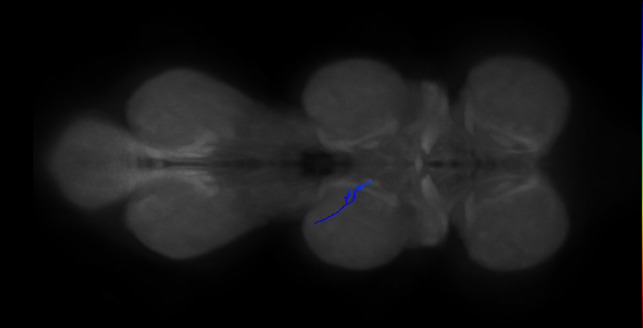 LgLG4_L (MaleCNS:810811)
