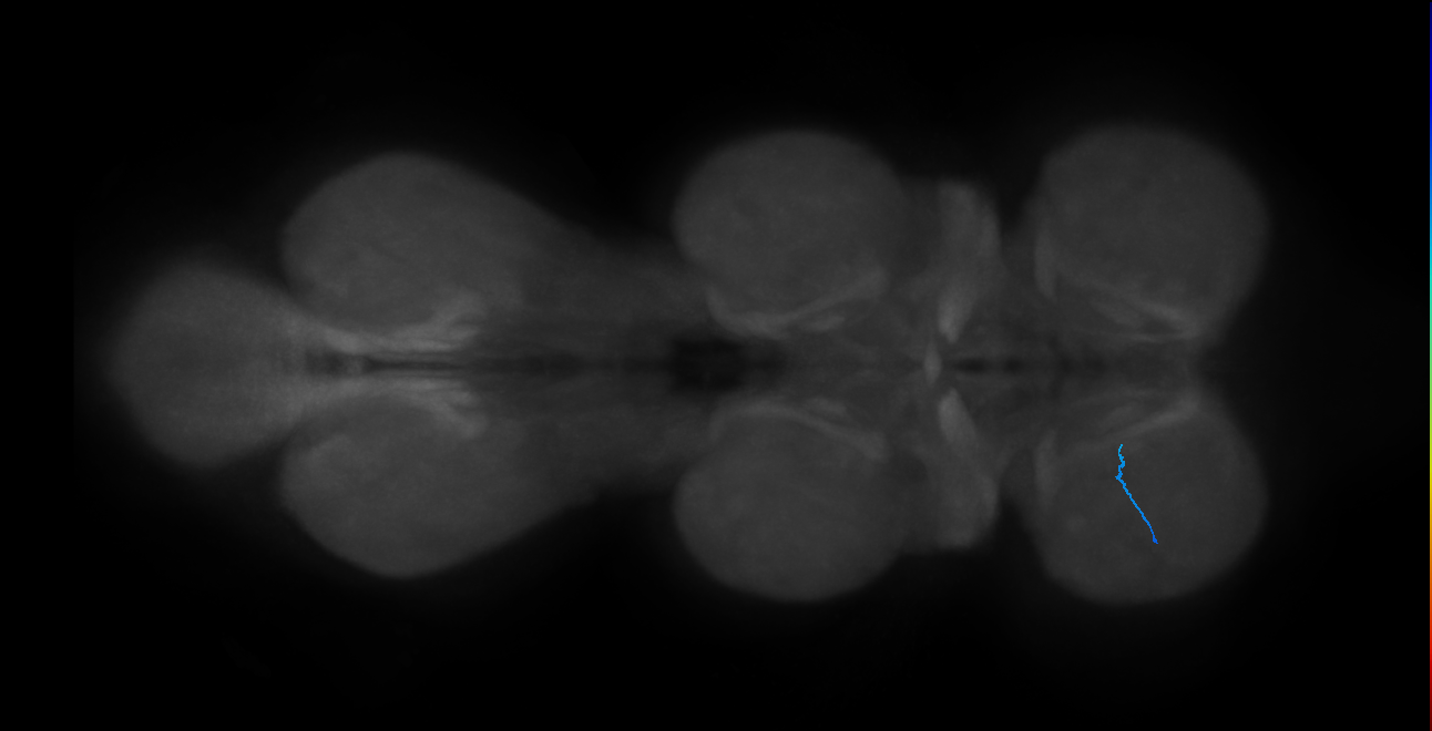 LgLG4_L (MaleCNS:863321)