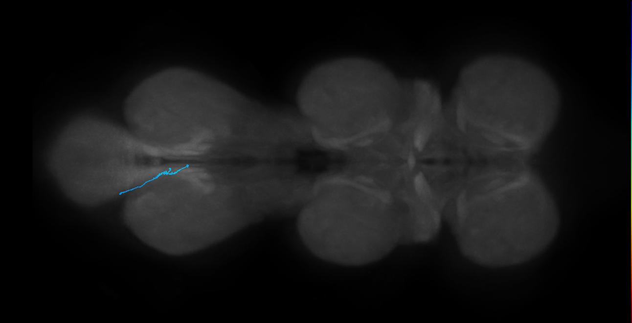 LgLG4_L (MaleCNS:816151)