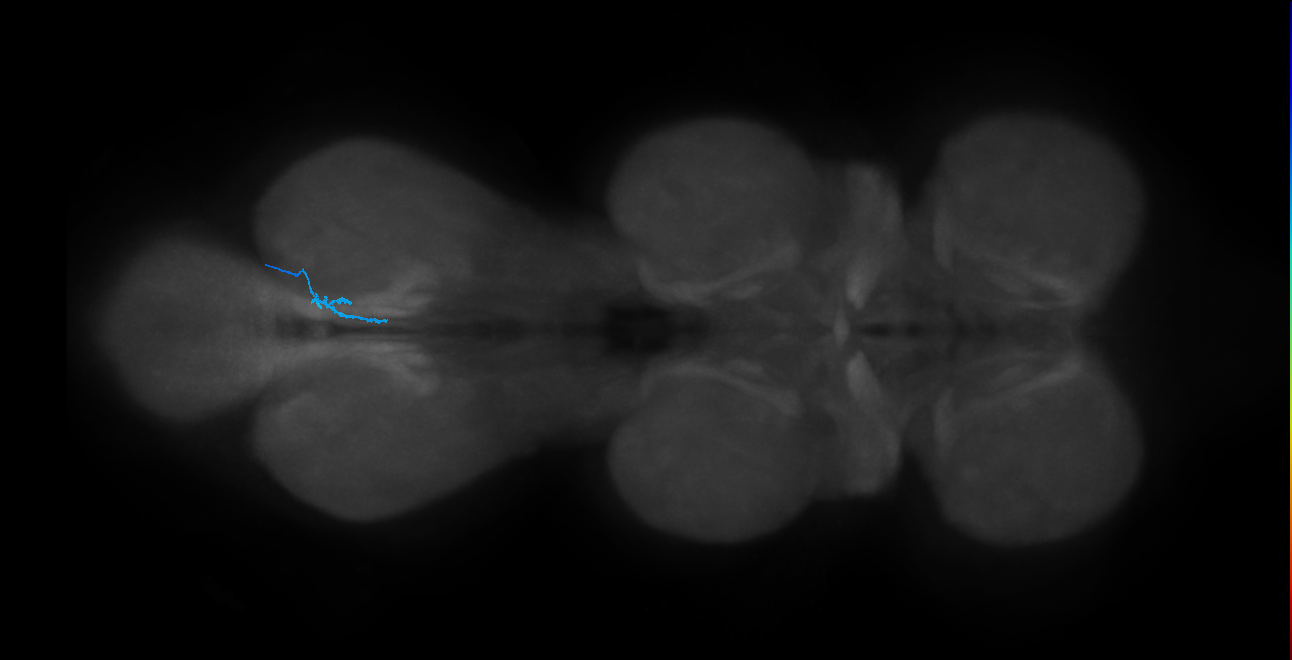 LgLG4_R (MaleCNS:812898)