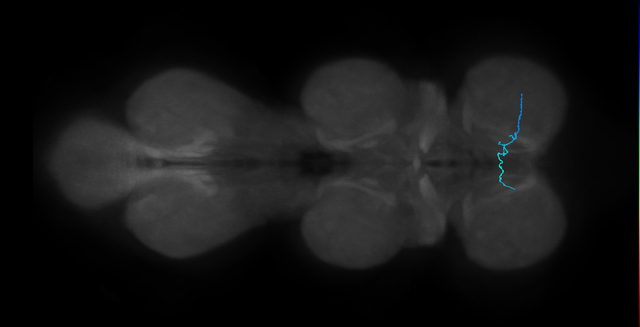 LgLG5_R (MaleCNS:844522)