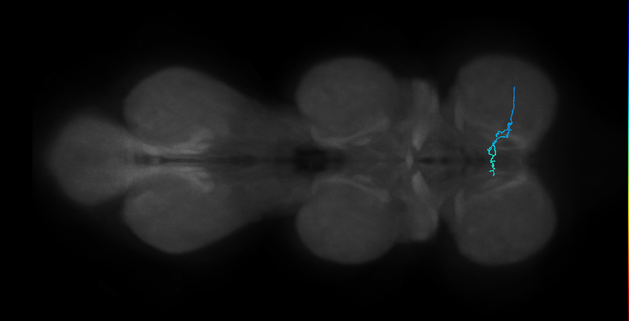 LgLG5_R (MaleCNS:818867)