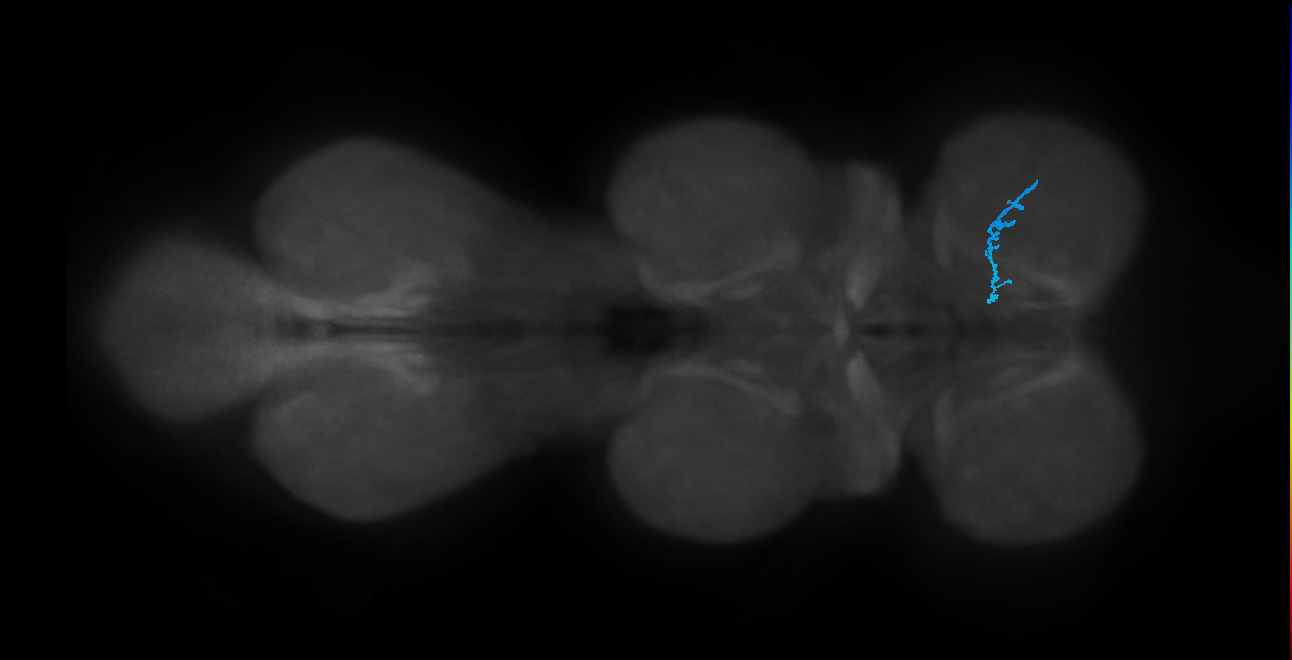 leg taste bristle chemosensory neuron