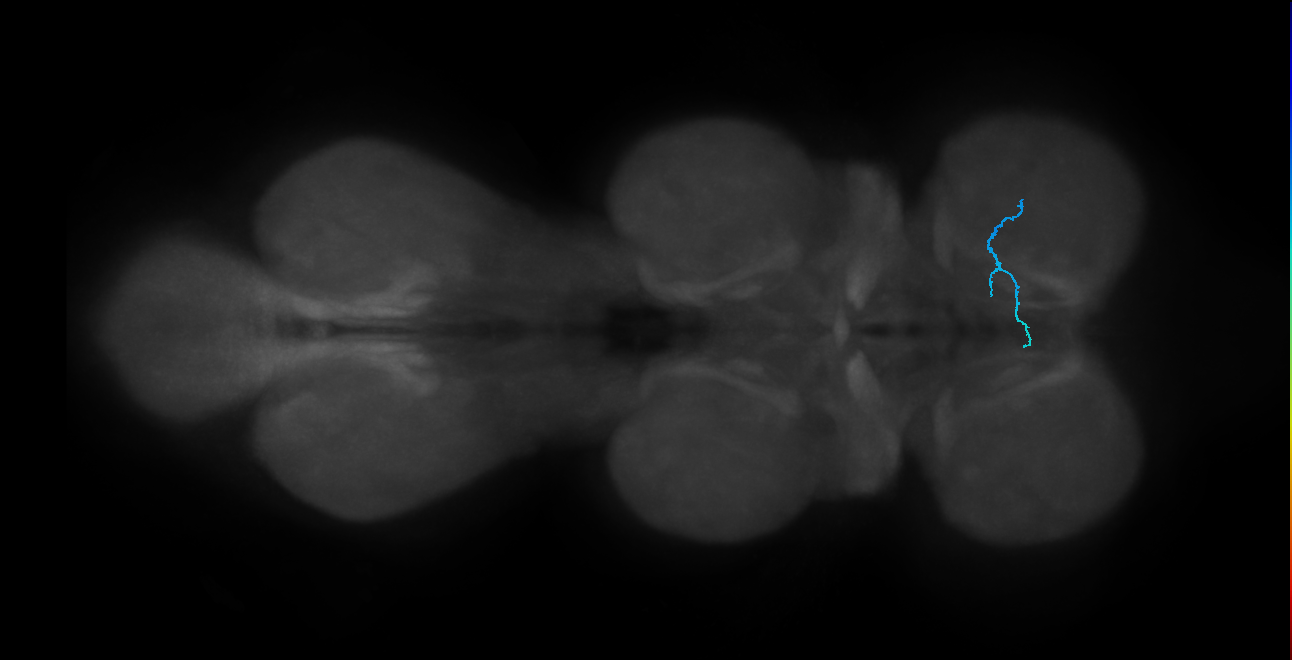 leg taste bristle chemosensory neuron