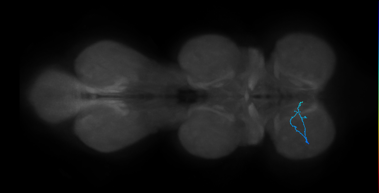 LgLG7_L (MaleCNS:814669)