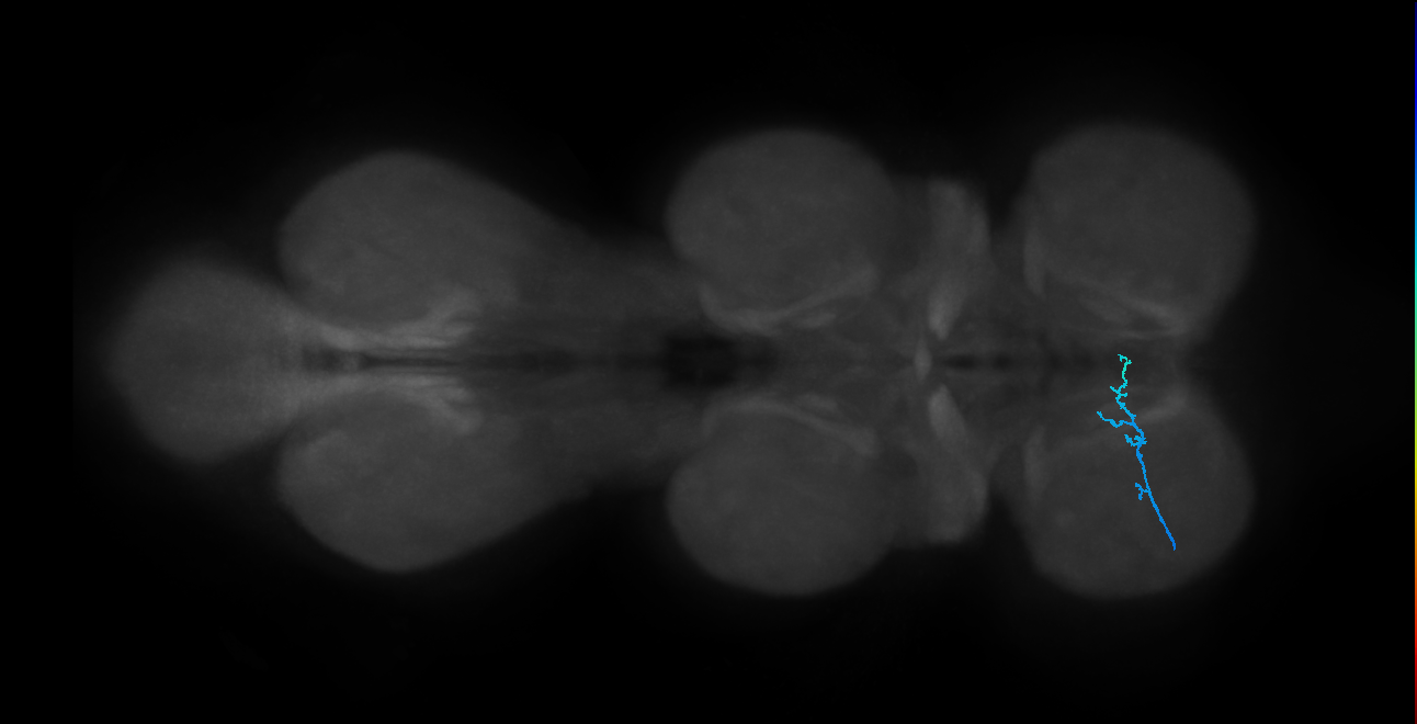 LgLG7_L (MaleCNS:820081)
