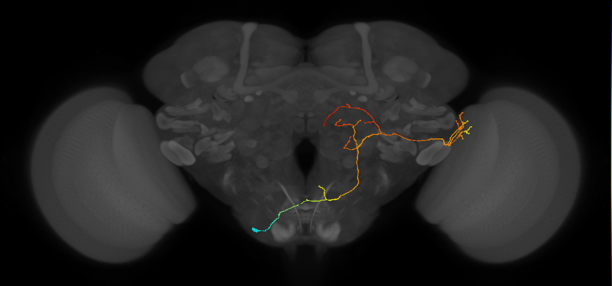 LoVC25_L (MaleCNS:557985)