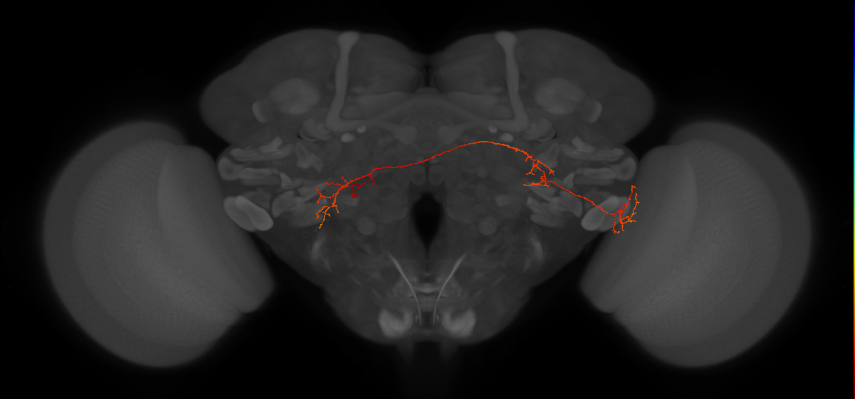 LoVC27_L (MaleCNS:135832)