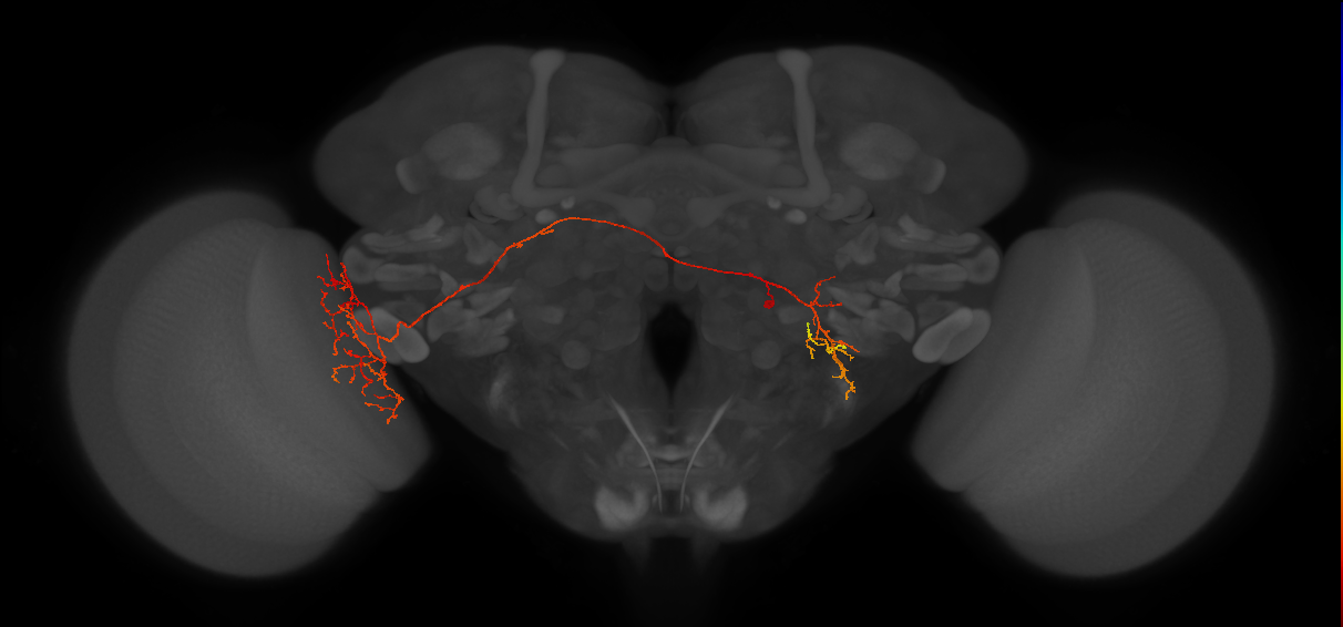 LoVC27_R (MaleCNS:54275)