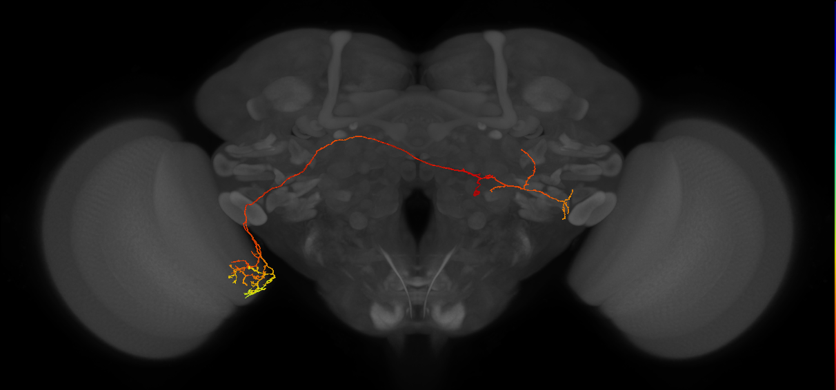 LoVC29_R (MaleCNS:76146)