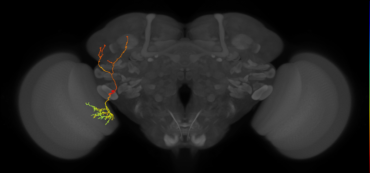 LoVP11