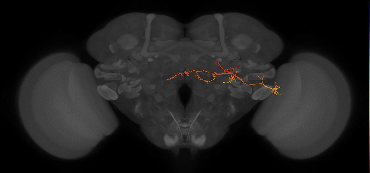 adult PSp3 lineage neuron