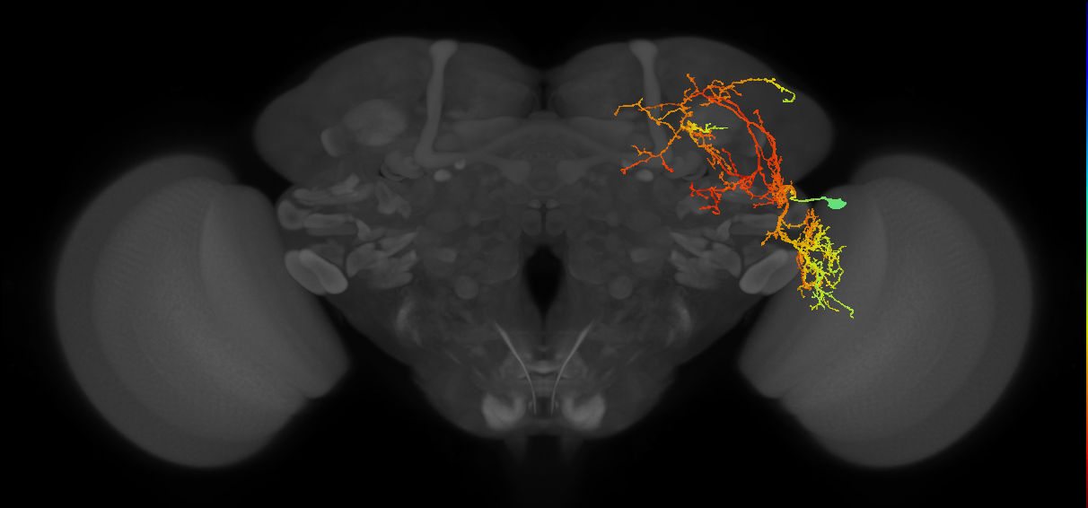 adult LHl3 lineage neuron