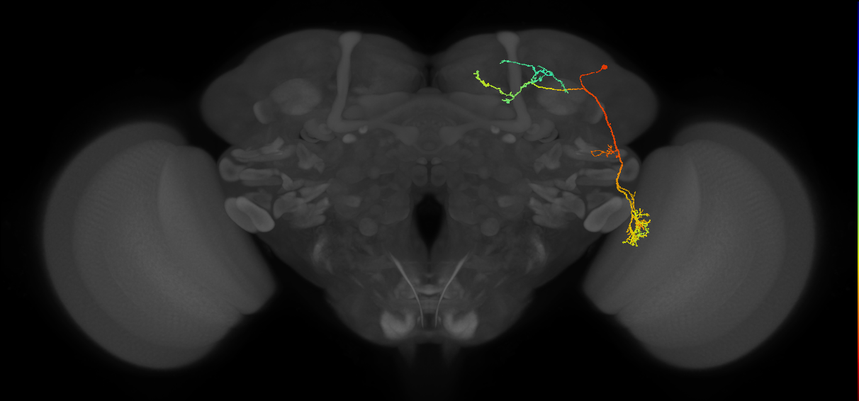 adult VLPd&p1 lineage neuron