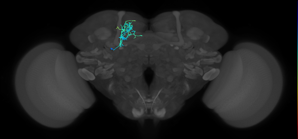 MBON10(B'1)_L (MaleCNS:531829)