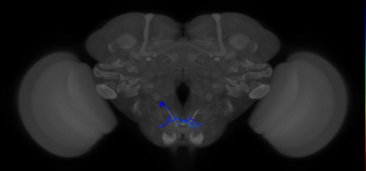 MN10_L (MaleCNS:925726)