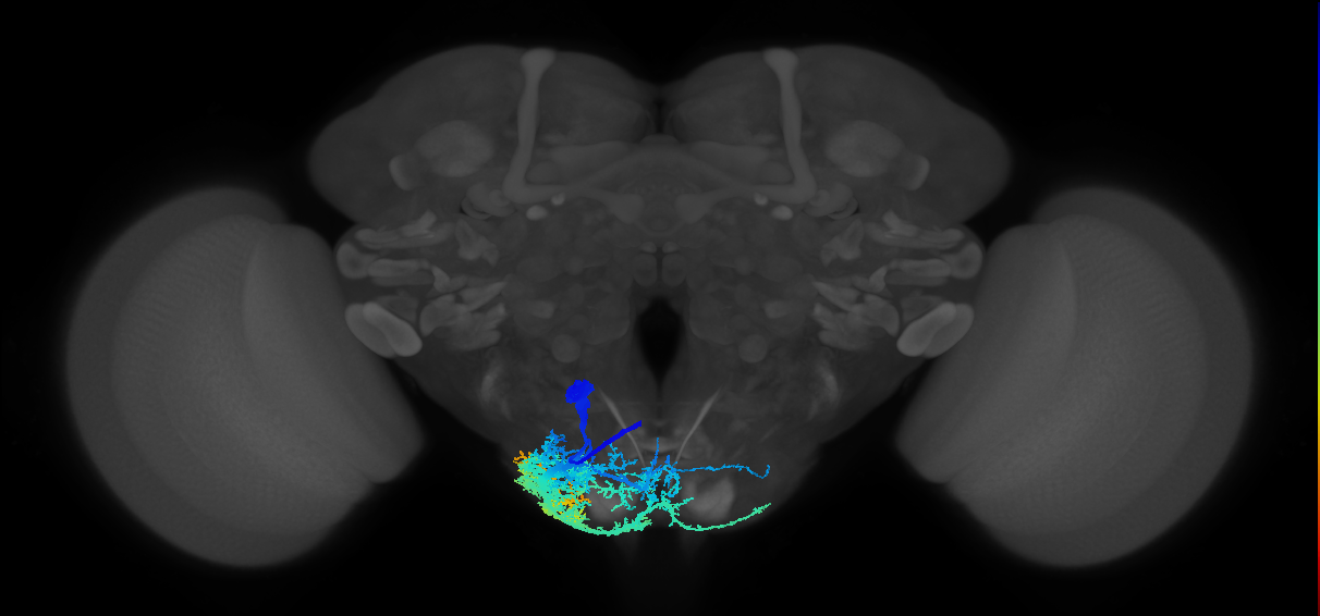 rostrum muscle motor neuron