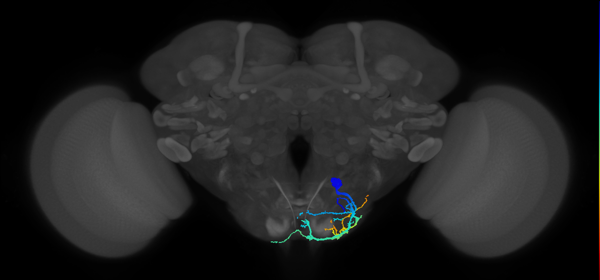rostrum muscle motor neuron