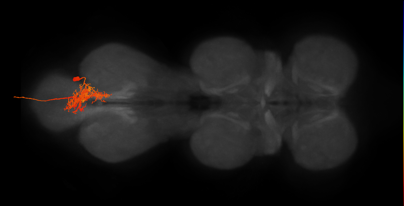 MNad01_R (MaleCNS:808101)