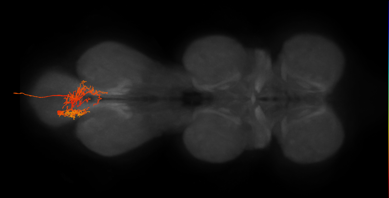 MNad02_L (MaleCNS:807144)