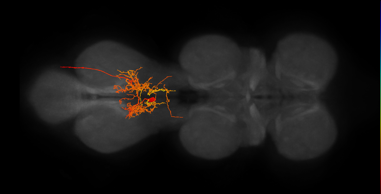 MNad02_L (MaleCNS:807464)