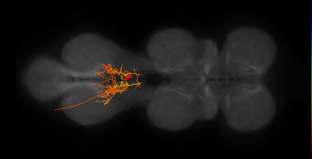 MNad02_R (MaleCNS:807638)