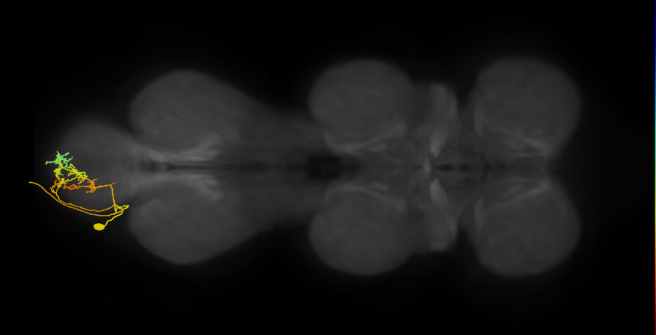 MNad03_L (MaleCNS:810086)