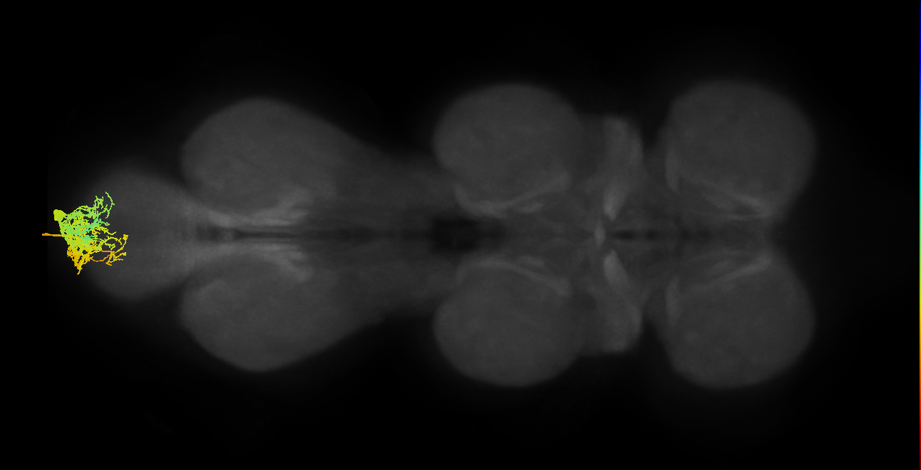 MNad04,MNad48_R (MaleCNS:808926)