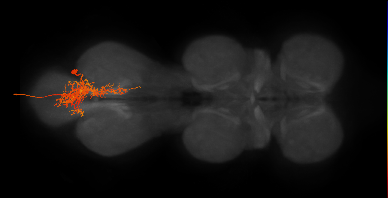 MNad05_R (MaleCNS:805634)