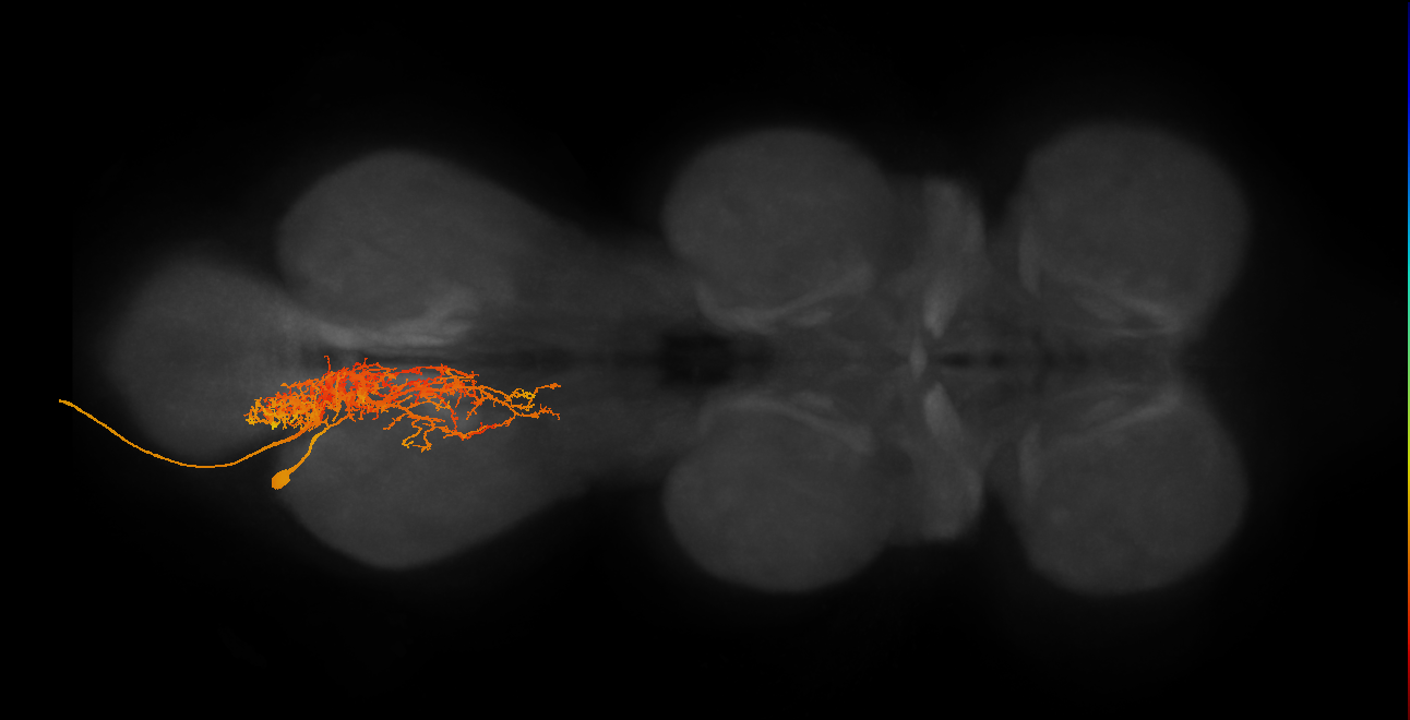 MNad05_L (MaleCNS:805974)