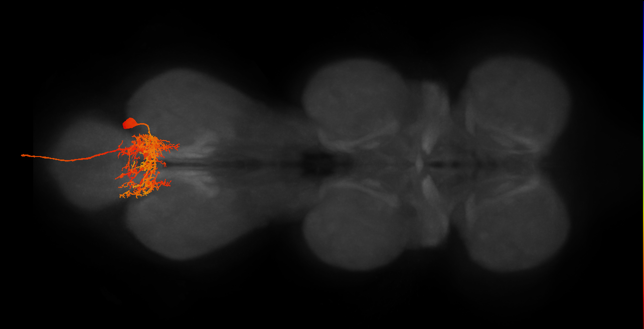 MNad06_R (MaleCNS:806037)