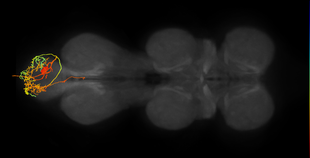 MNad07_R (MaleCNS:805980)
