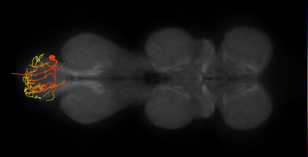 MNad07_R (MaleCNS:811554)