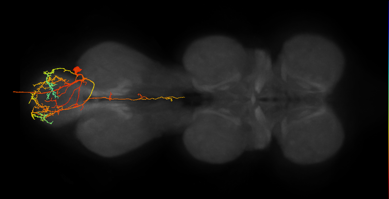 MNad07_R (MaleCNS:812385)
