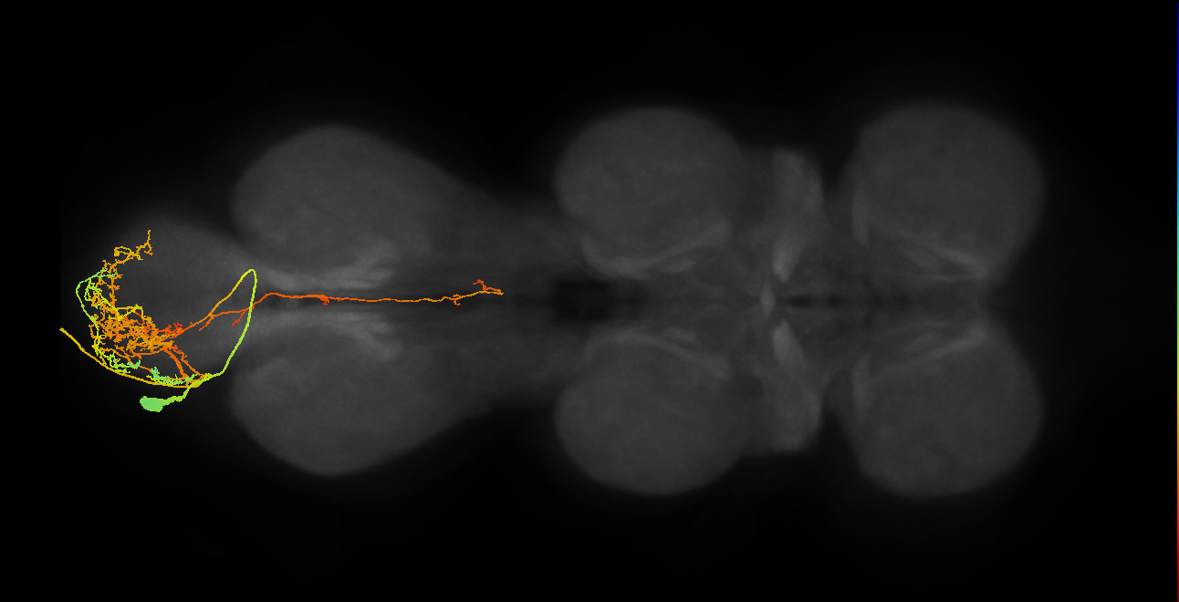 MNad07_L (MaleCNS:812718)