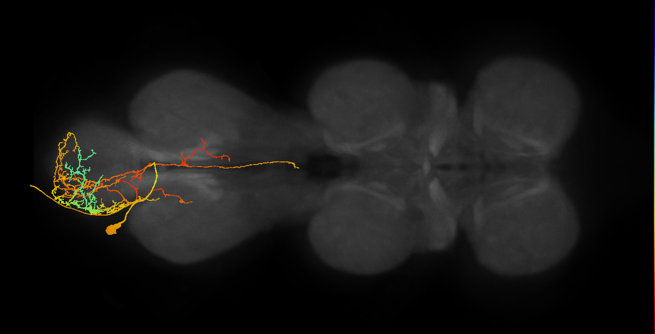 MNad07_L (MaleCNS:811952)