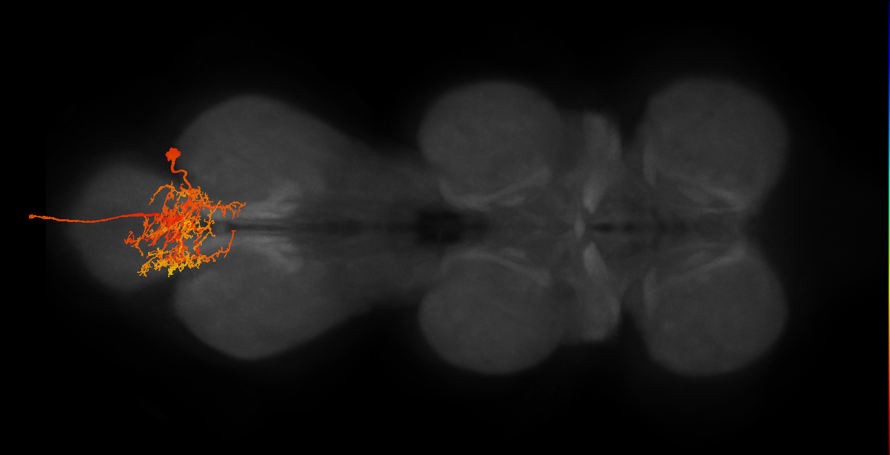 MNad08_R (MaleCNS:806094)