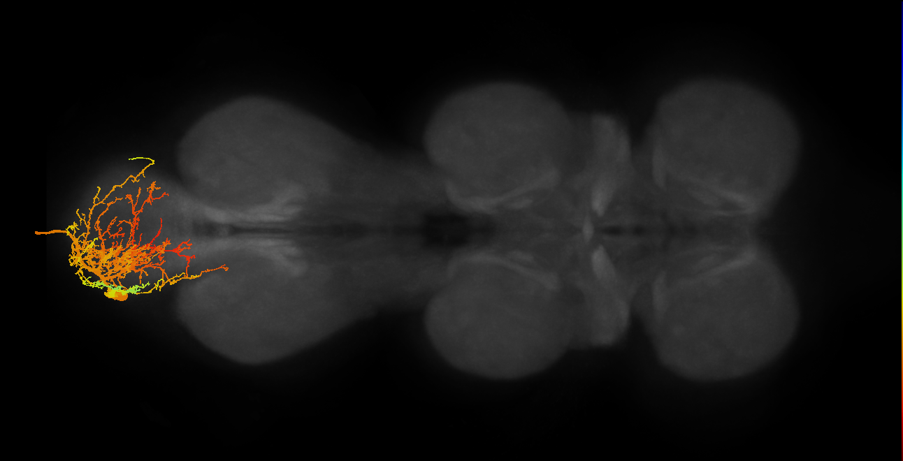 MNad09_L (MaleCNS:806779)
