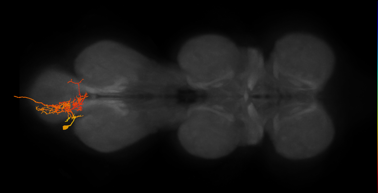 MNad09_L (MaleCNS:811999)