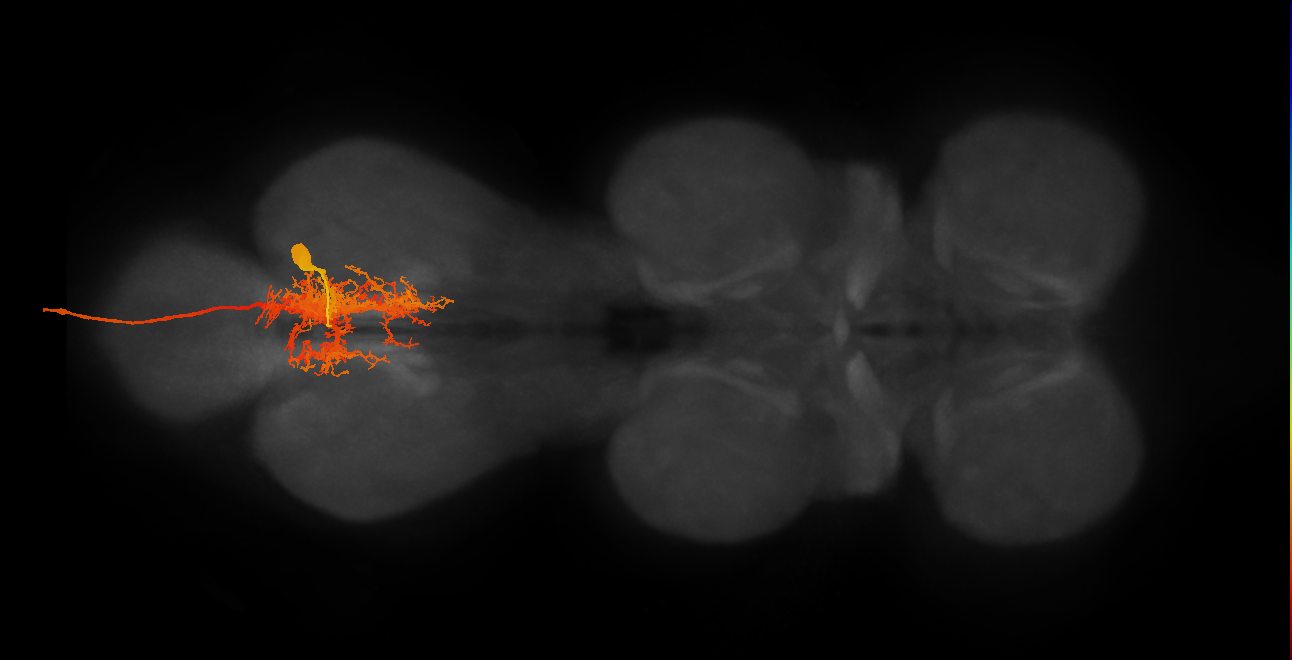 MNad10_R (MaleCNS:804173)