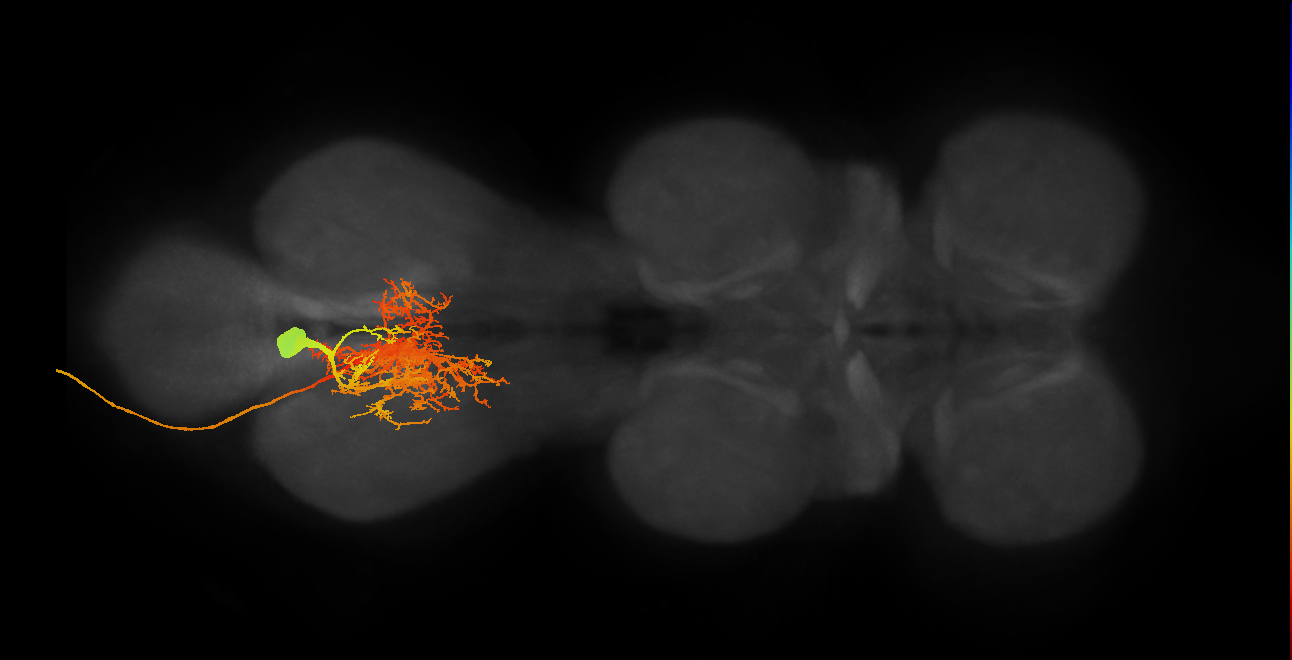 MNad10_L (MaleCNS:804966)