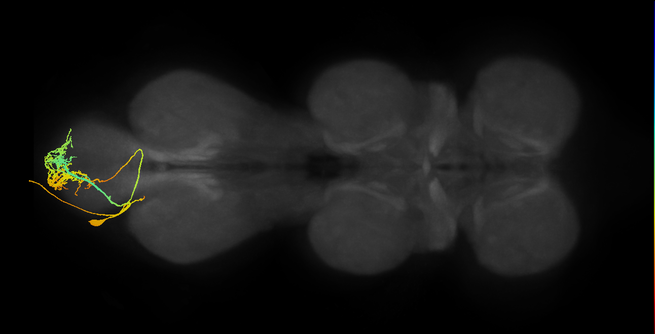 MNad13_L (MaleCNS:807288)